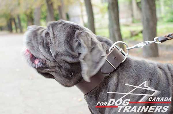 Leather Mastino Napoletano Collar for Walking and Training