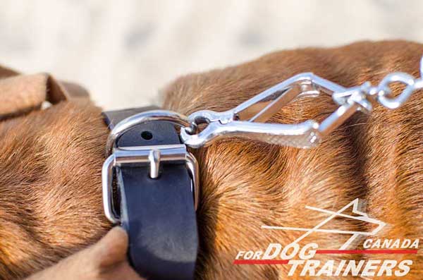 Reliable Buckle and Ring Set on The Leather Collar