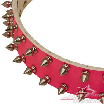 Nickel spikes on leather collar