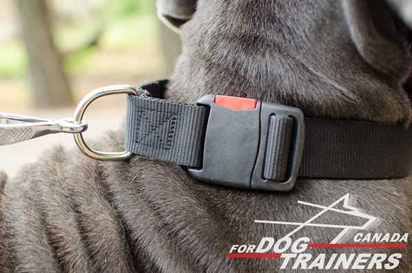 Dog Nylon Collar with Steel Nickel Plated D-ring