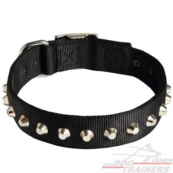 Nylon Canine Collar of Fashionable Design