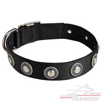 Nylon Dog Collar for Everyday Walks