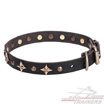 Everyday walking leather canine collar with decorations