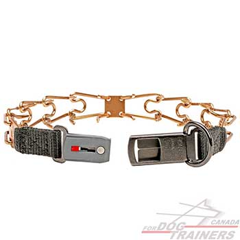 Pinch collar of curogan for behavior correction  
