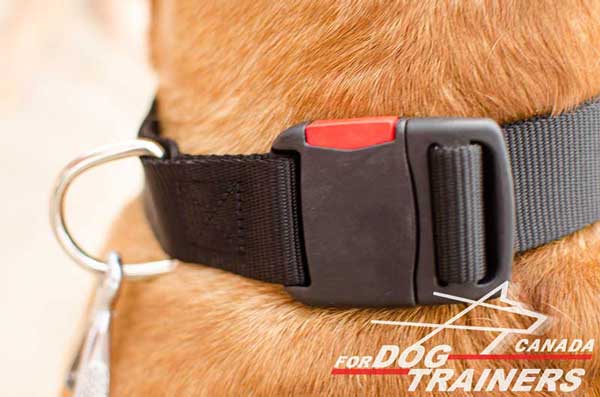 D-ring and Quick Release Buckle on All Weather Nylon Collar