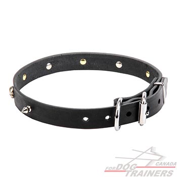 Leather Dog Collar with Rustproof Fittings