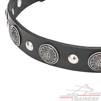Shiny Decor on Walking Leather Dog Collar