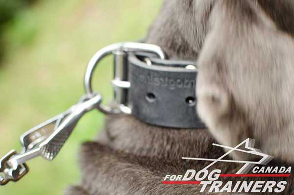 Strong buckle and D-ring for leash