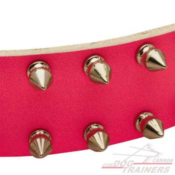 Spikes on leather collar for dog walking