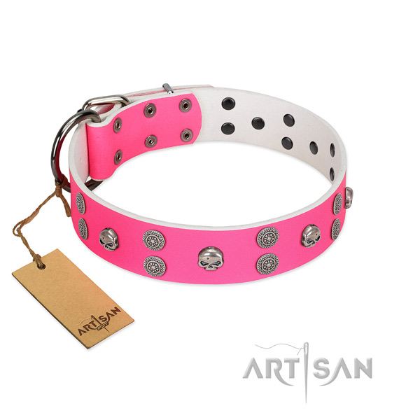 Fancy walking full grain natural leather dog collar with designer studs
