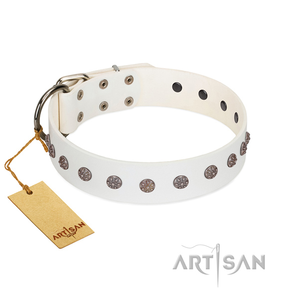 Comfortable wearing full grain leather dog collar with fashionable adornments