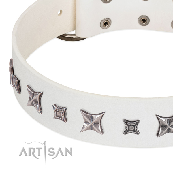 Daily walking studded full grain leather collar for your four-legged friend