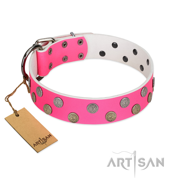 Top notch adornments on leather collar for everyday use your dog