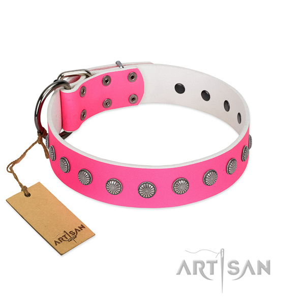 Amazing adornments on full grain leather collar for stylish walking your dog