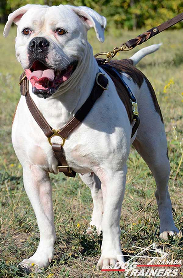 Leather Harness for American Bulldog Comfy Tracking