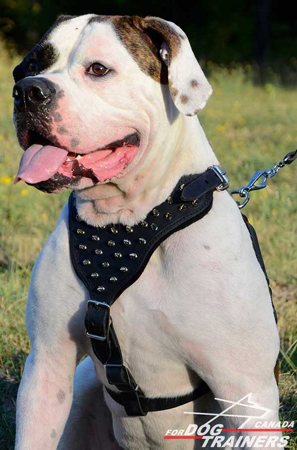 American Bulldog leather dog harness spiked stitched for extra durability