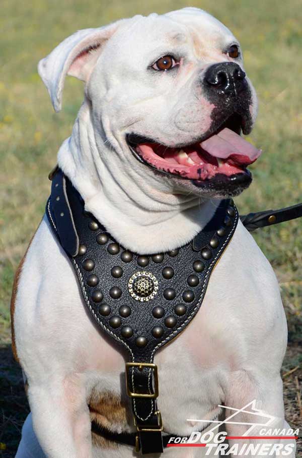 American Bulldog harness decoration made of brass
