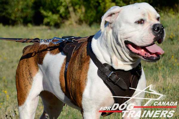 Classic American Bulldog Leather Harness