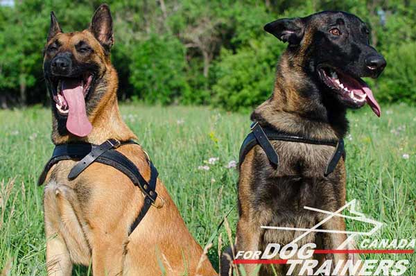 Multipurpose Belgian Malinois harness of high quality materials