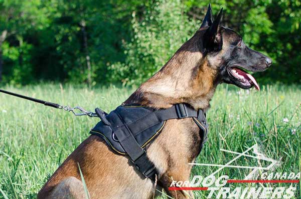 Belgian Malinois  harness nylon and strong for training