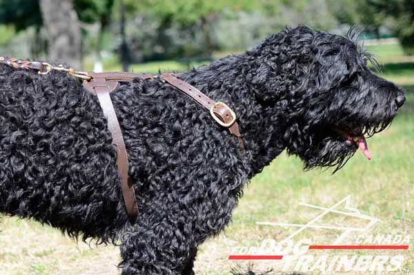 Tracking Leather Harness for Black Russian Terrier