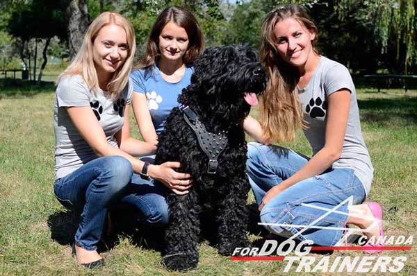 Black Russian Terrier dog harness leather with spikes for everyday activities