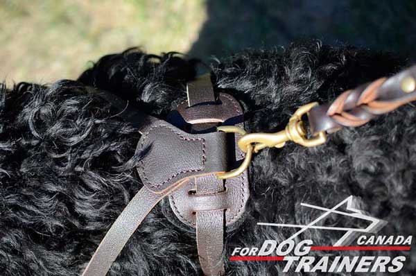 Black Russian Terrier harness with attachment for the leash