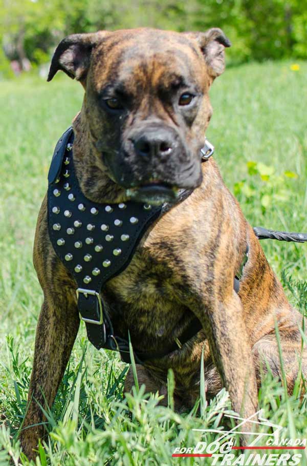 Boxer Harness with Cones Riveted to Chest Plate