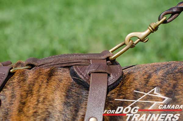 Boxer Leather Harness with Brass D-ring on Back Plate