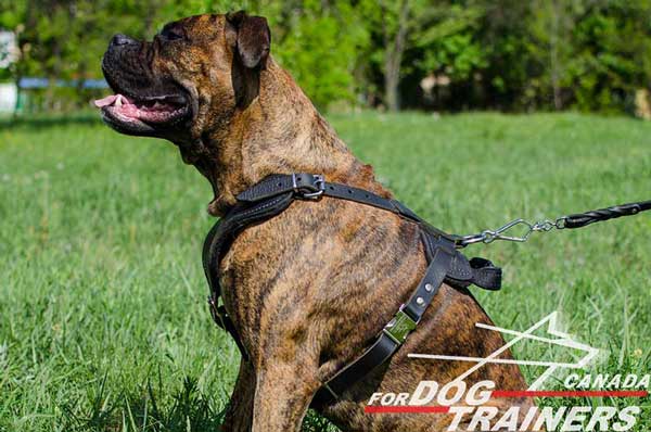 Boxer leather dog harness for agitation training with D-ring