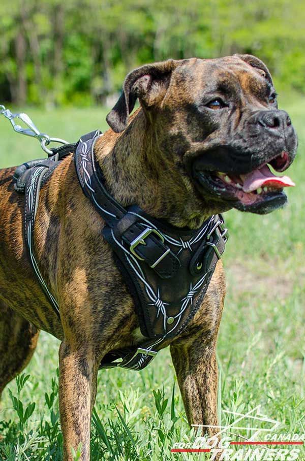 Leather Harness for Boxer with Painting