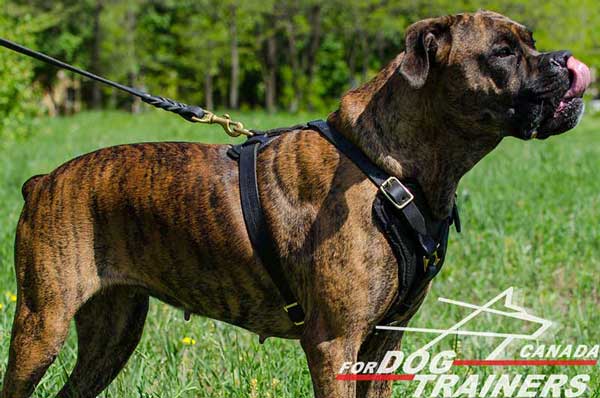 Leather Boxer Harness is Felt Padded