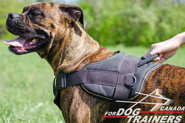 Boxer harness with grabbing attachment for emergency situations