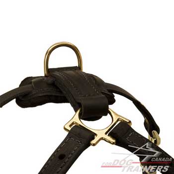 Brass D-ring on Dog Harness for Better Control