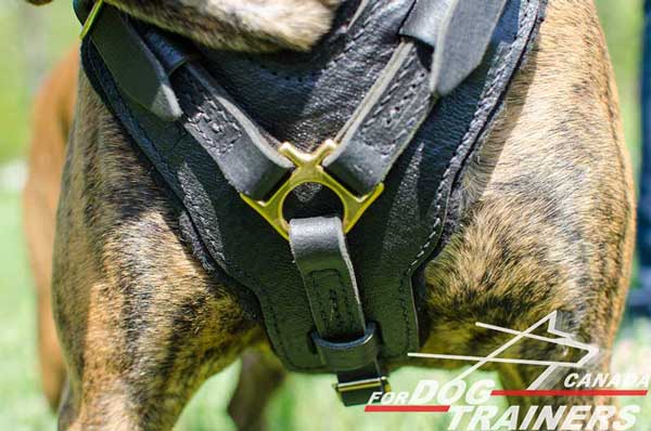 Breast Plate on Boxer Harness Leather