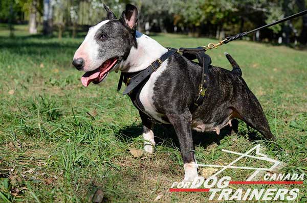 Bull Terrier Harness for Tracking Activities