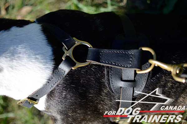 Bull Terrier Harness Stitched for Additional Strength