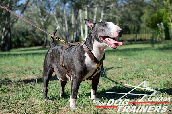 Leather Harness for Bull Terrier Tracking 