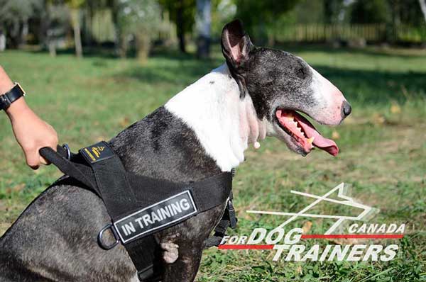 Nylon Harness for Bull Terrier Handling