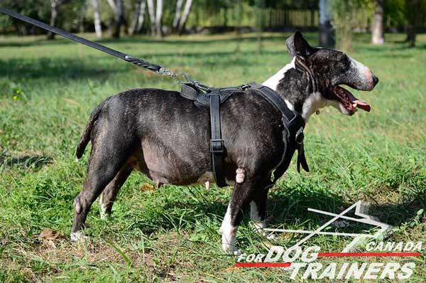 Leather Harness for Bull Terrier with Easy Adjustable Straps