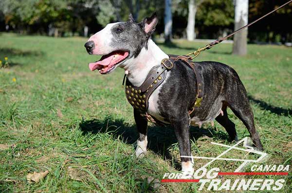 Leather Harness for Bull Terrier Walking