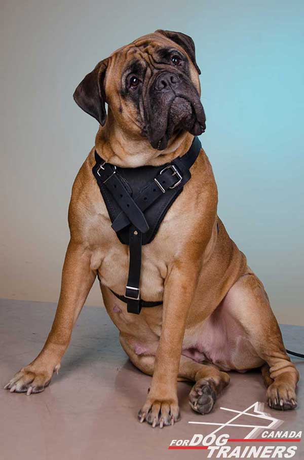 Leather Bullmastiff Harness with Easy Adjustable Straps