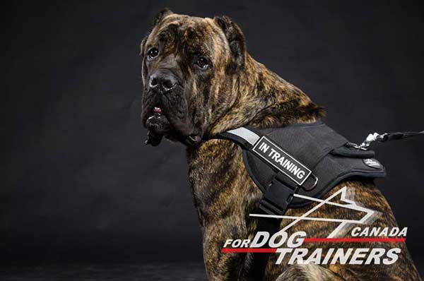 Easy-to-put Off Cane Corso Nylon Harness