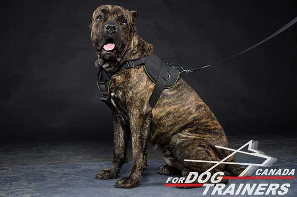 Cane Corso harness for all weather training and pulling activity  