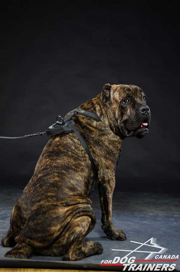  Leather Cane Corso Harness with Easily Adjustable Straps