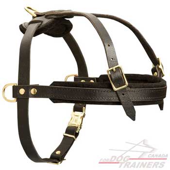 Durable harness for dogs equipped with padding on the chest strap