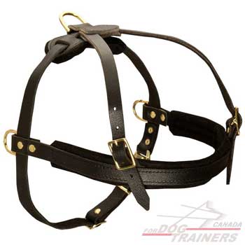 Handcrafted harness for dogs with sturdy hardware