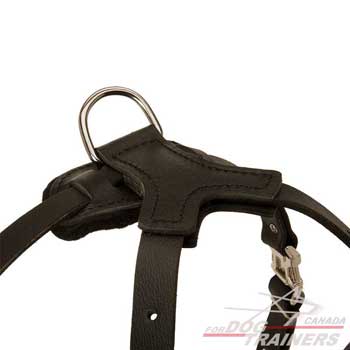 Dog harness equipped with strong D-ring