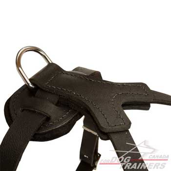 Leather dogs harness spiked equipped with useful D-ring for leash or tags