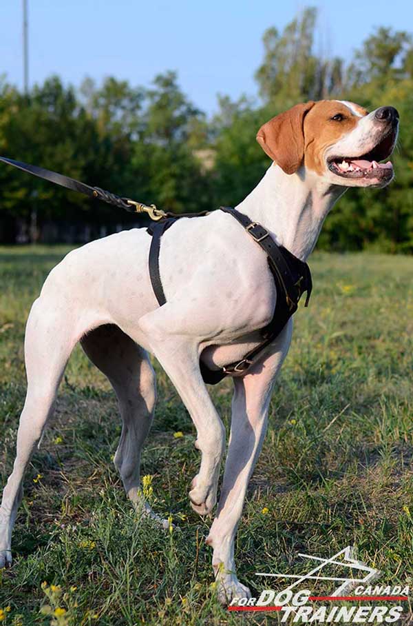 English Pointer Harness Leather Straps Carefully Stitched